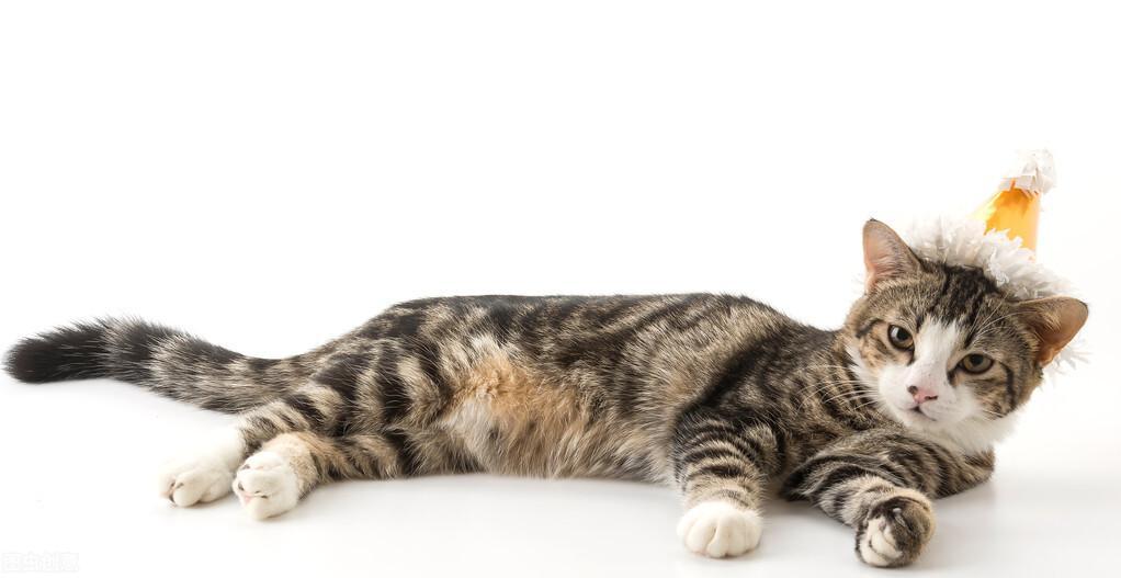 猫咪肠胃炎，病情加重会害死猫（猫咪肠胃炎的治疗方法是什么？）