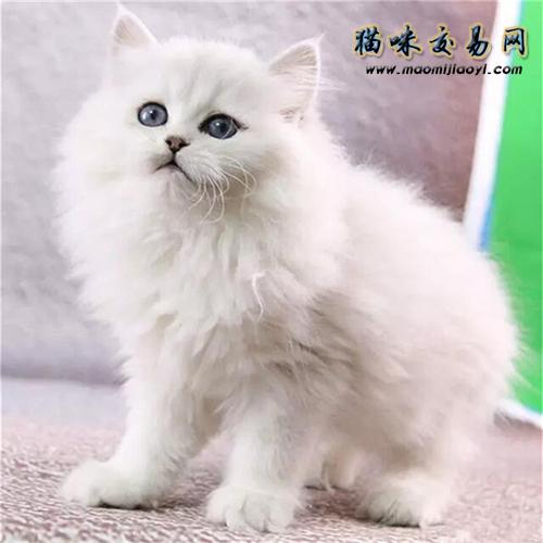 金吉拉猫贵吗？ 你知道如何正确饲养金吉拉猫吗？下面一起来看看吧