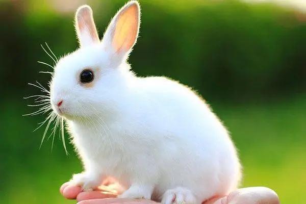 为什么你养的兔子总是活不过一个月？原因是什么？