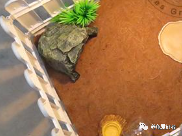 龟类饲养小知识：水龟使用垫材的选择详解分析