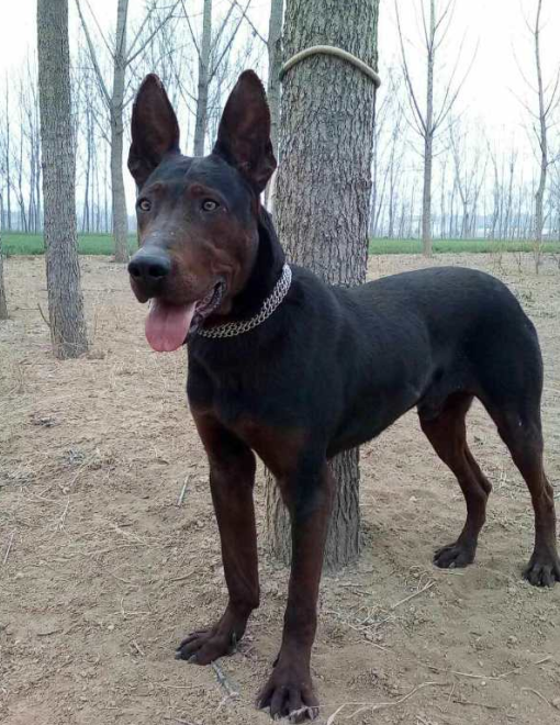 物种百科：莱州红犬，是世界最凶猛的犬种之一