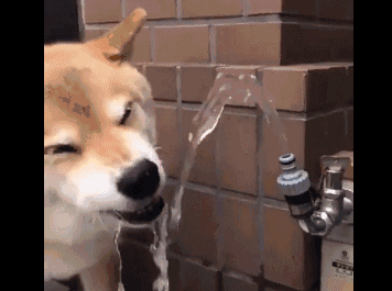 狗狗每天需要喝多少水？夏天要不要给狗狗喝冰水？