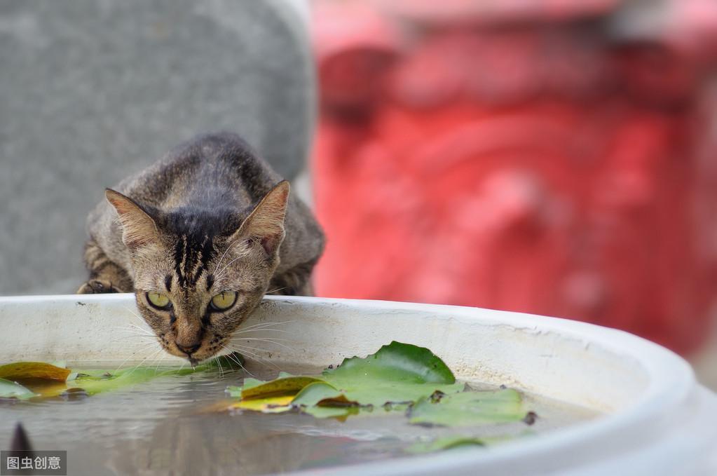 猫猫每日所需水量及补充方法（如何给不爱喝水的猫咪喝水？）