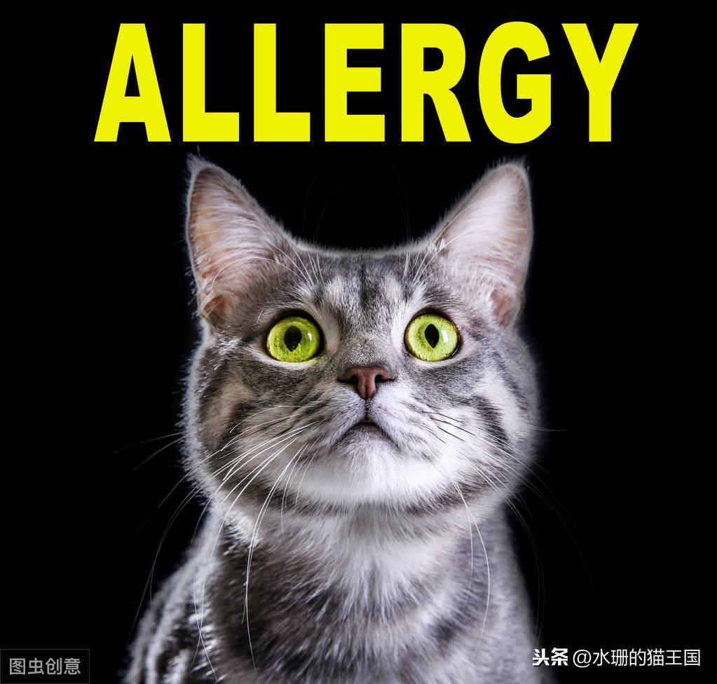 猫支气管炎和哮喘有什么区别？猫哮喘怎么治？