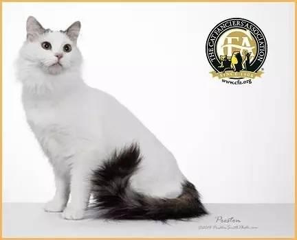 土耳其梵猫百科全解——世界上最贵的猫