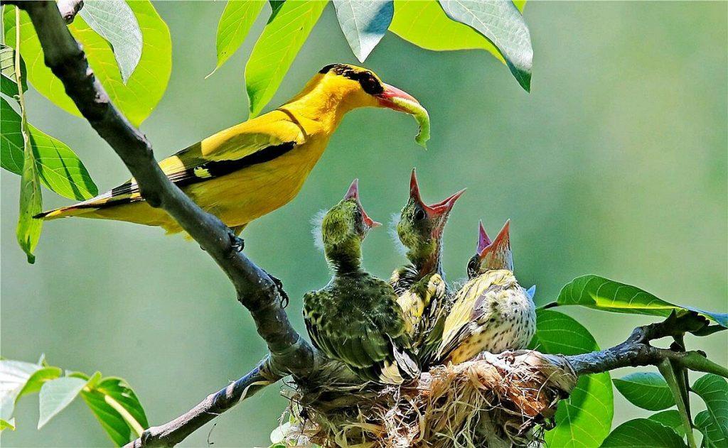 黄鹂鸟在什么树上繁殖及几月开始繁殖的？鸟窝高度是多少米？