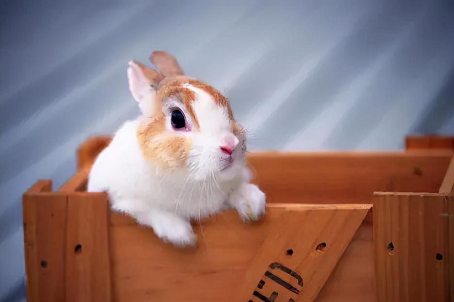 兔子一天吃多少？兔粮更新方法介绍！
