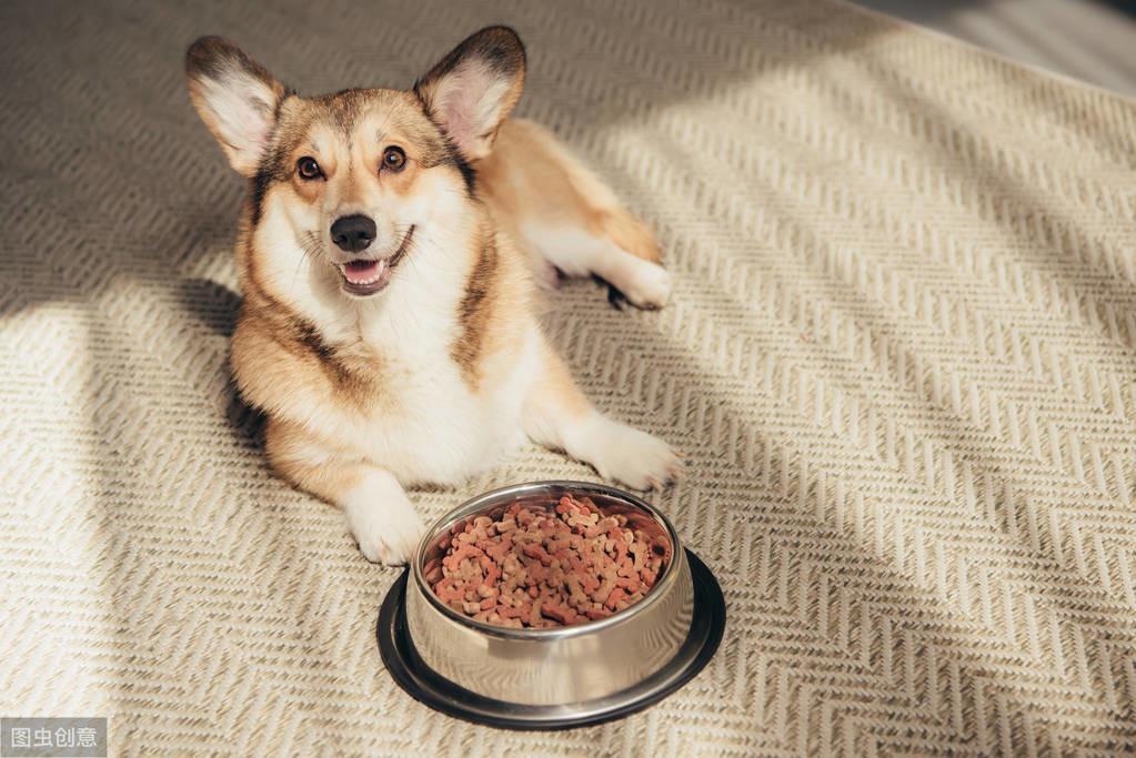 柯基犬太瘦了是什么原因？该怎么办？