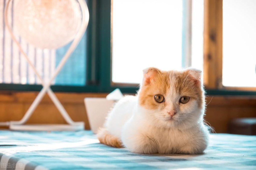 小奶猫猫瘟该怎么办？小奶猫感染猫瘟还能救吗？