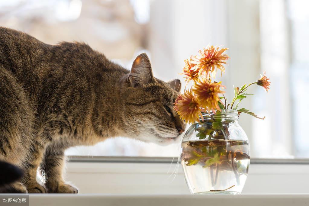 猫误食百合花中毒，养猫的家长注意了！百合中毒症状治疗有哪些？