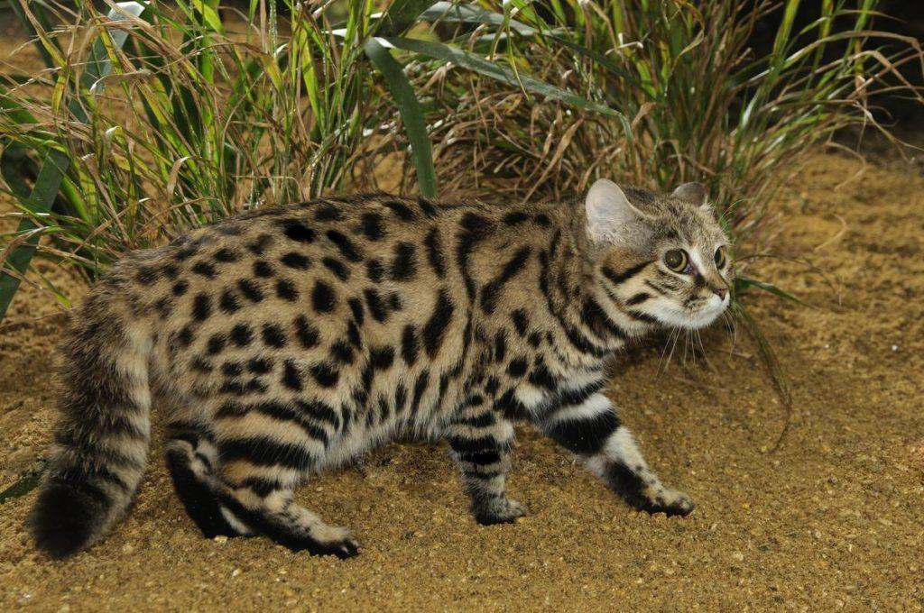 猫科动物里的“杀戮之王”，为何是不足2公斤的黑足猫？