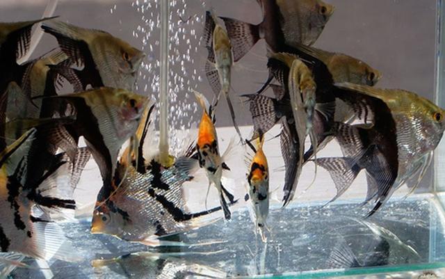 为什么燕鱼可以低温饲养，七彩就不行？鱼类的生存温度是一样的吗？