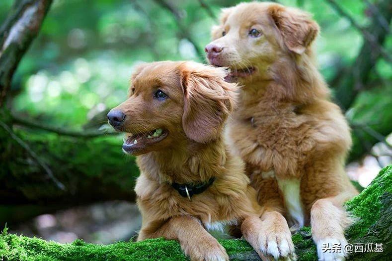哪种狗的基因这么强大？六种寻回猎犬，五种都有同样的祖先