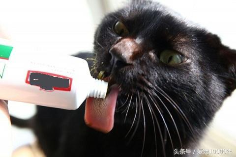 3月猫咪进入换毛期，化毛膏怎么吃？猫不吃化毛膏怎么办？