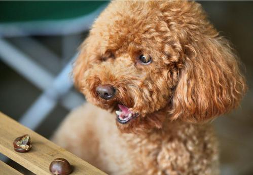 泰迪犬除了狗粮，还能吃这五种“人食”，对健康很好，而且也不贵！