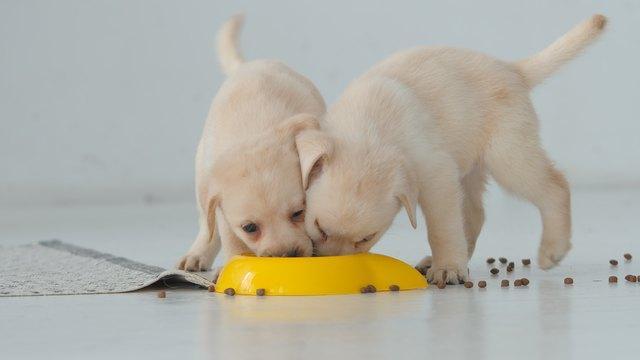不同年龄段的狗狗，吃多少吃什么也要讲究！了解如何正确喂狗（狗每个年龄段怎么吃）