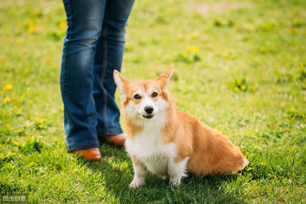 柯基犬太瘦了是什么原因？该怎么办？