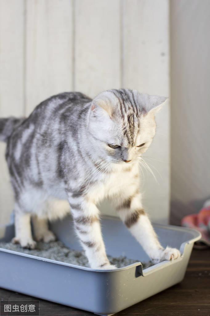 猫屎新鲜臭，猫尿隔夜骚，猫咪便便的秘密你知道吗？