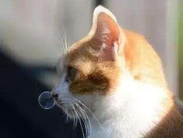 关于猫咪“鼻腔分泌物”，看这一篇就够了