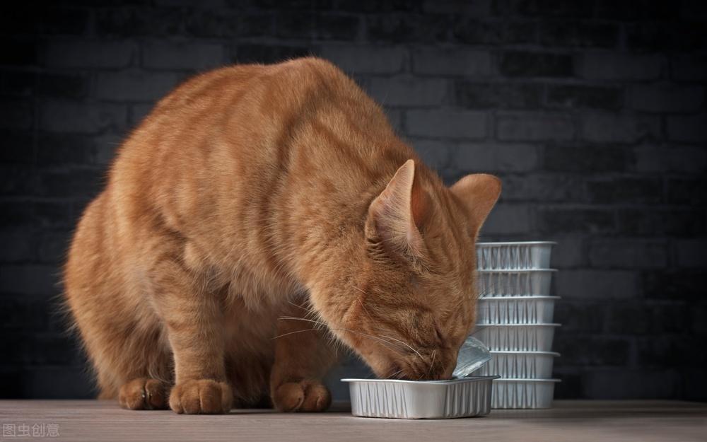 猫洗耳朵多久洗一次？有什么方法能帮助猫咪清理耳朵？