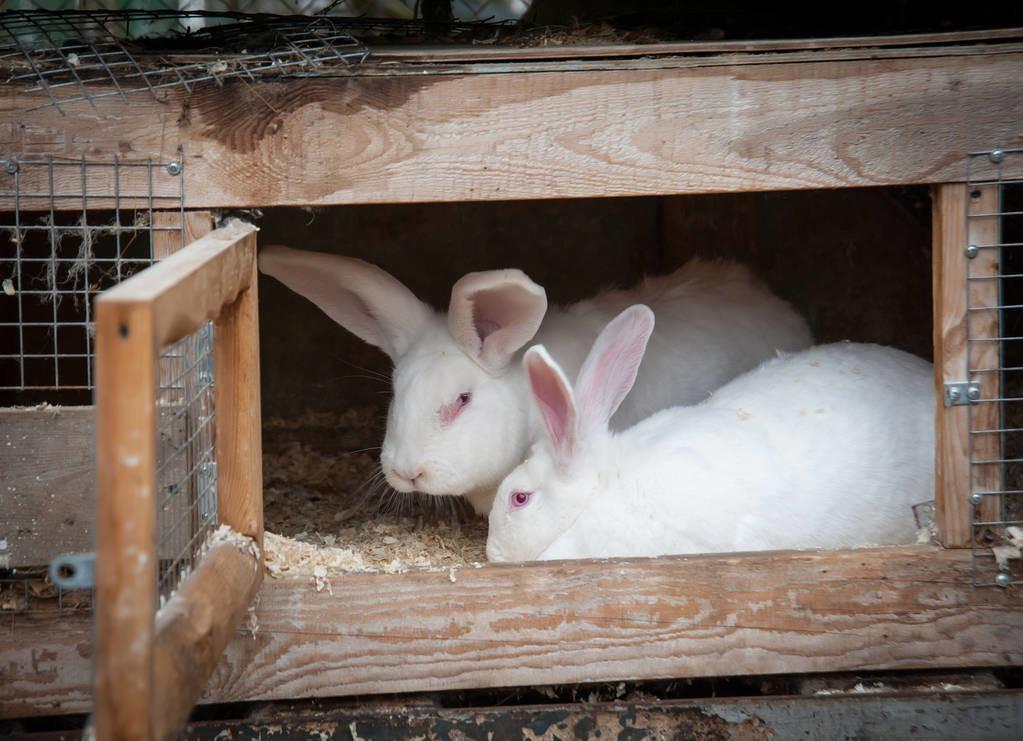 养兔技术：母兔产前4项准备工作要细致周密