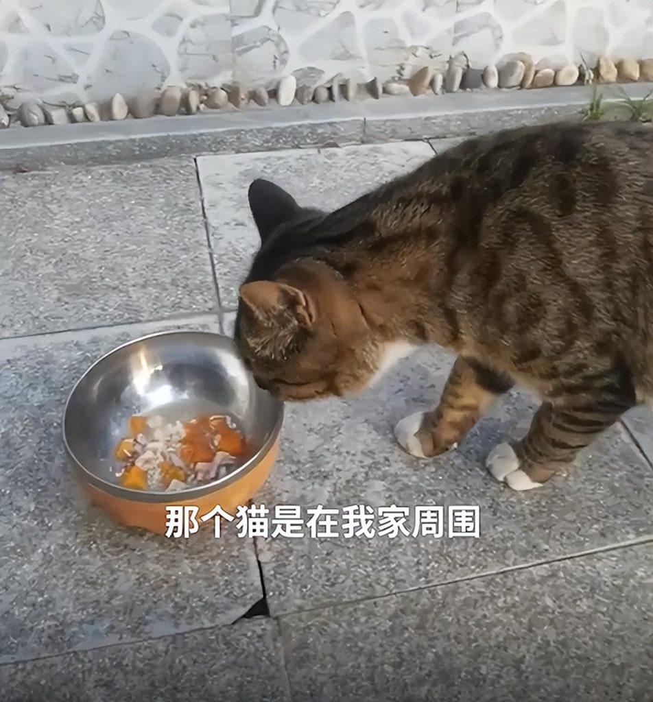 猫的报恩：女子连续1个月投喂流浪猫，猫咪给她带来了小鱼干