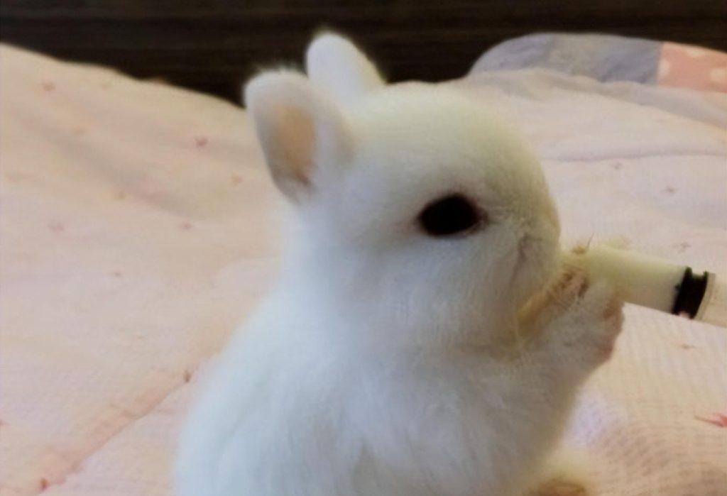 一个月的兔子能养活吗？一个月的幼兔怎么养活？