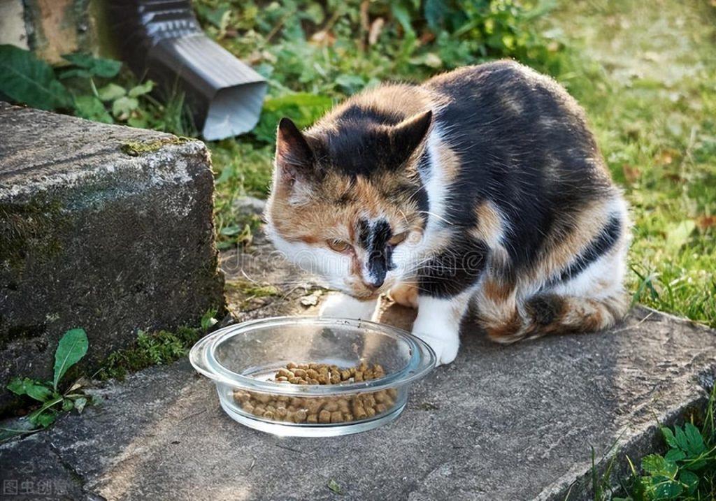 怎么让猫有食欲？怎么帮助猫恢复食欲？