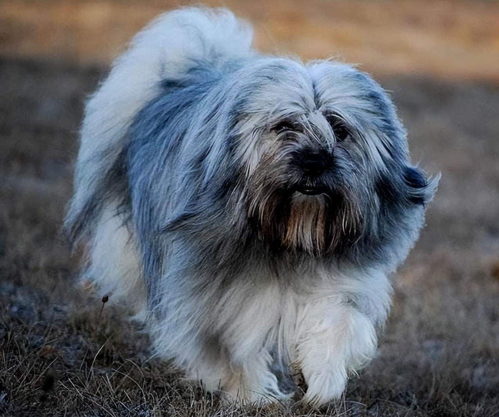 提到本土狗狗的时候，你的印象里，是否只有田园犬的存在呢？