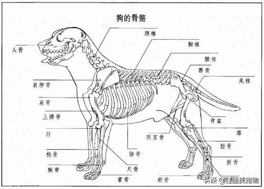 狗狗运动系统的构成，以及狗狗骨折后的治疗方法！建议收藏，狗狗骨折后怎么办