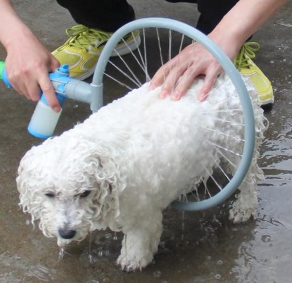 给比熊犬洗澡有这么多讲究，你都知道吗？你家狗狗也是这样吗？