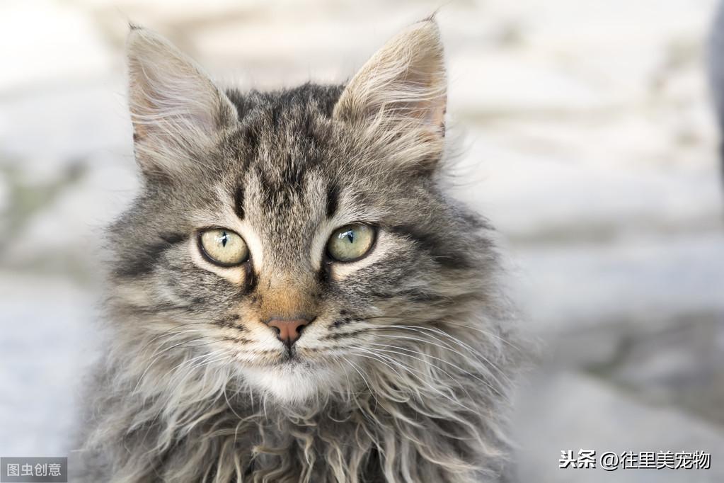 猫咪可以活到多少岁？猫咪的发育阶段与人的年龄对比