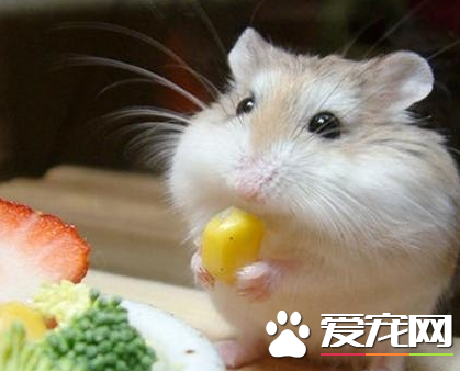 布丁仓鼠喜欢吃什么食物？对于布丁仓鼠有害性的食物是什么？