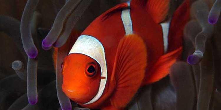 小丑鱼为什么叫小丑鱼？小丑鱼有什么繁殖特性？