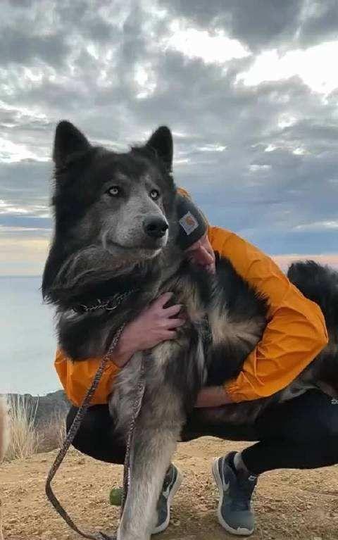 蓝湾牧羊犬你听说过吗？“蓝湾牧羊犬”的身世介绍