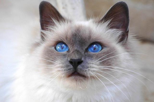 你对猫类眼科疾病了解多少？家庭可备眼科用品有哪些？