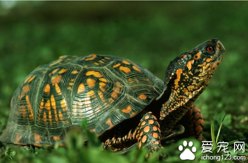 巴西龟的寿命有多少？巴西龟最多能或30年左右