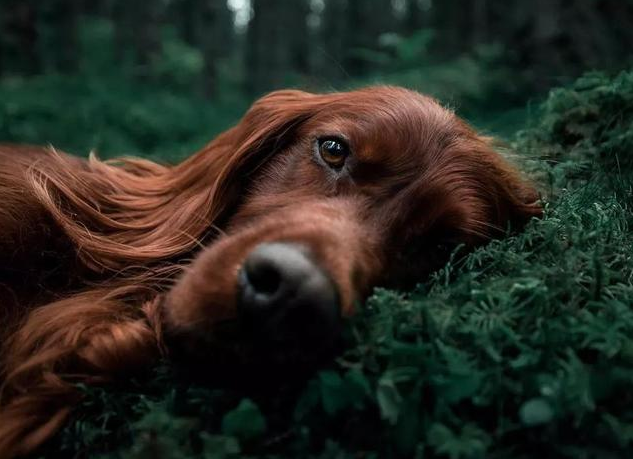 金毛犬种的颜色一共有多少种？你最喜欢哪种呢？