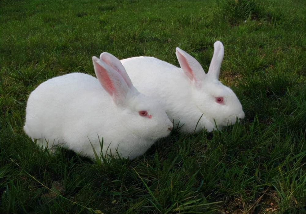 猪饲料可以喂兔子吗？科学合理喂养兔子的方式是什么？