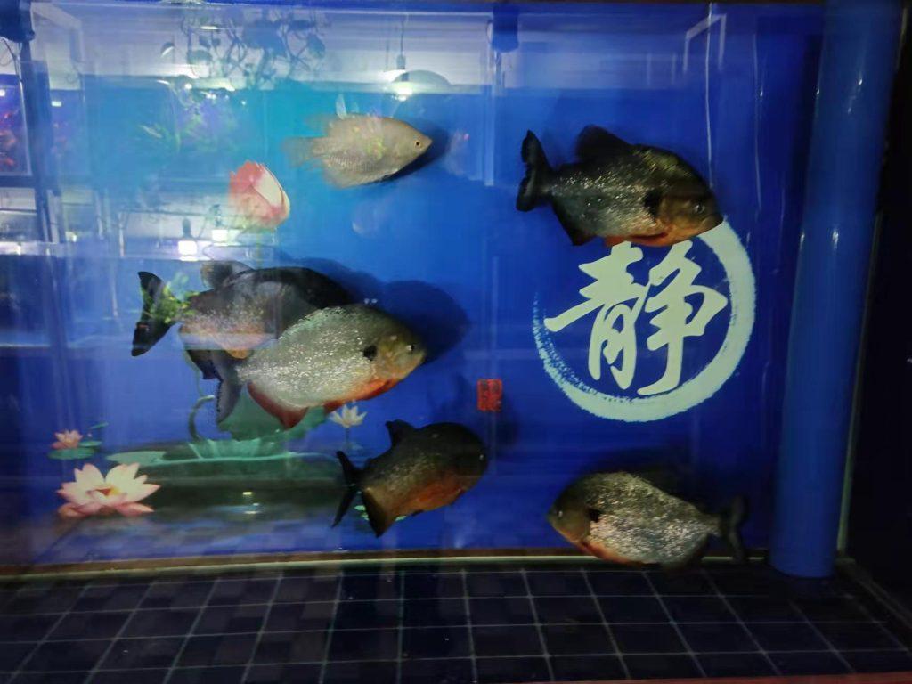 超低温饲养热带鱼，红绿灯也能16度饲养？