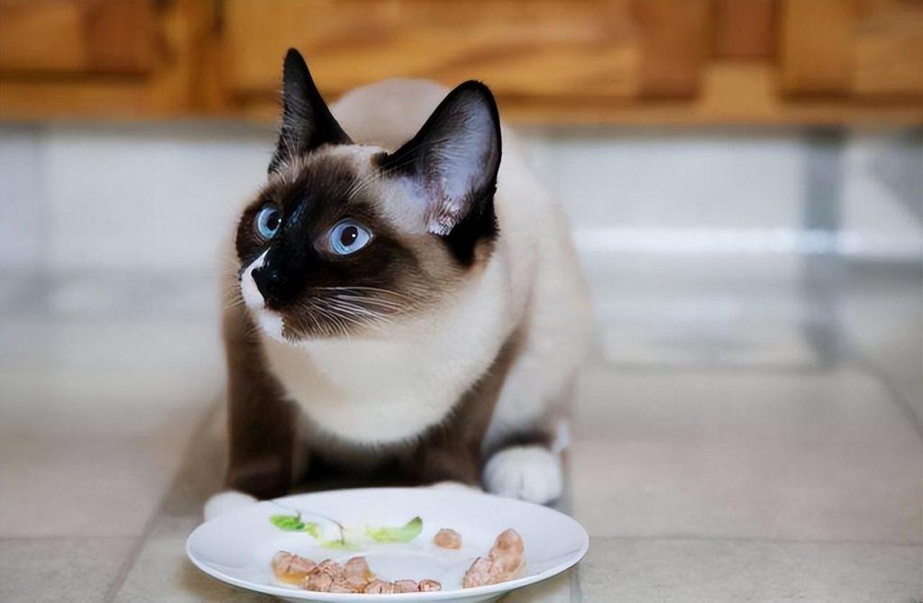 暹罗猫呕吐食物是怎么回事？为什么暹罗猫吐食物？