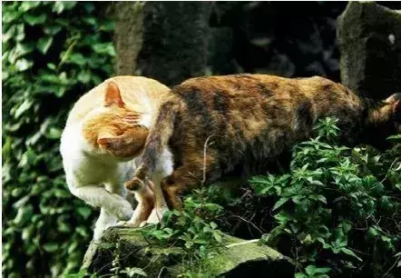 公猫是怎么知道哪里有母猫发情的？配种后母猫为什么经常会攻击公猫？