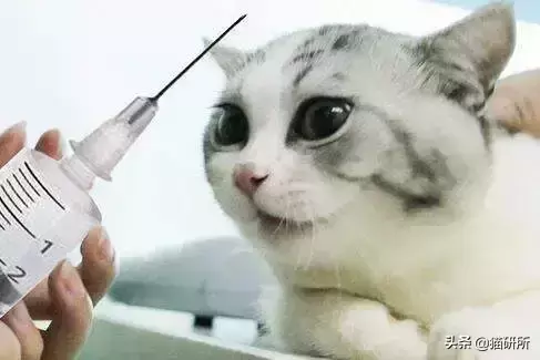 如何看猫咪检查报告？何种情况需要补打疫苗？