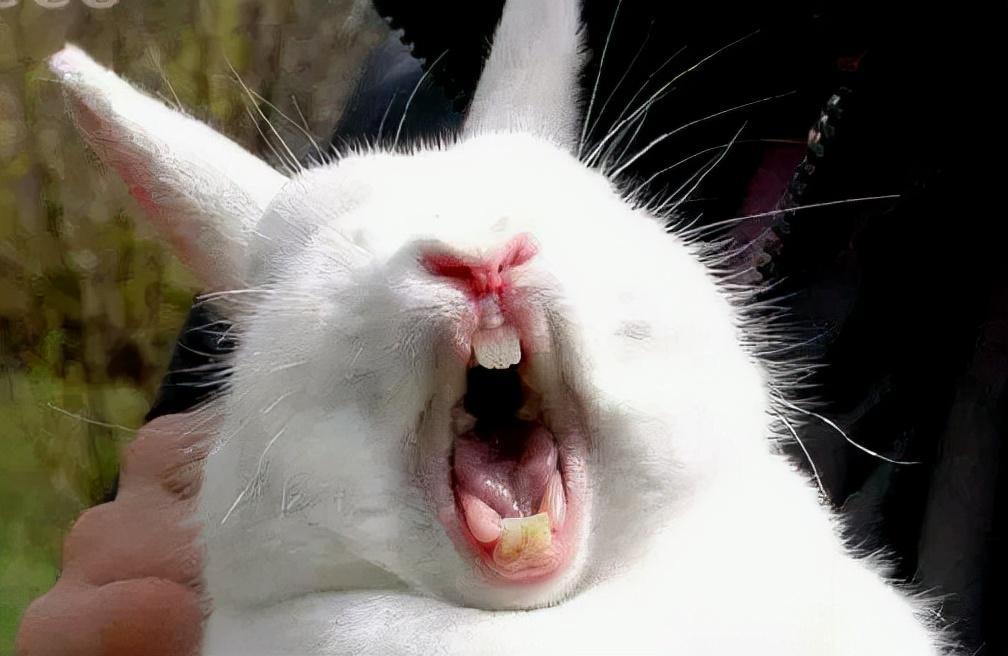 兔子这么可爱也有咬人？兔子的牙齿有多厉害呢？