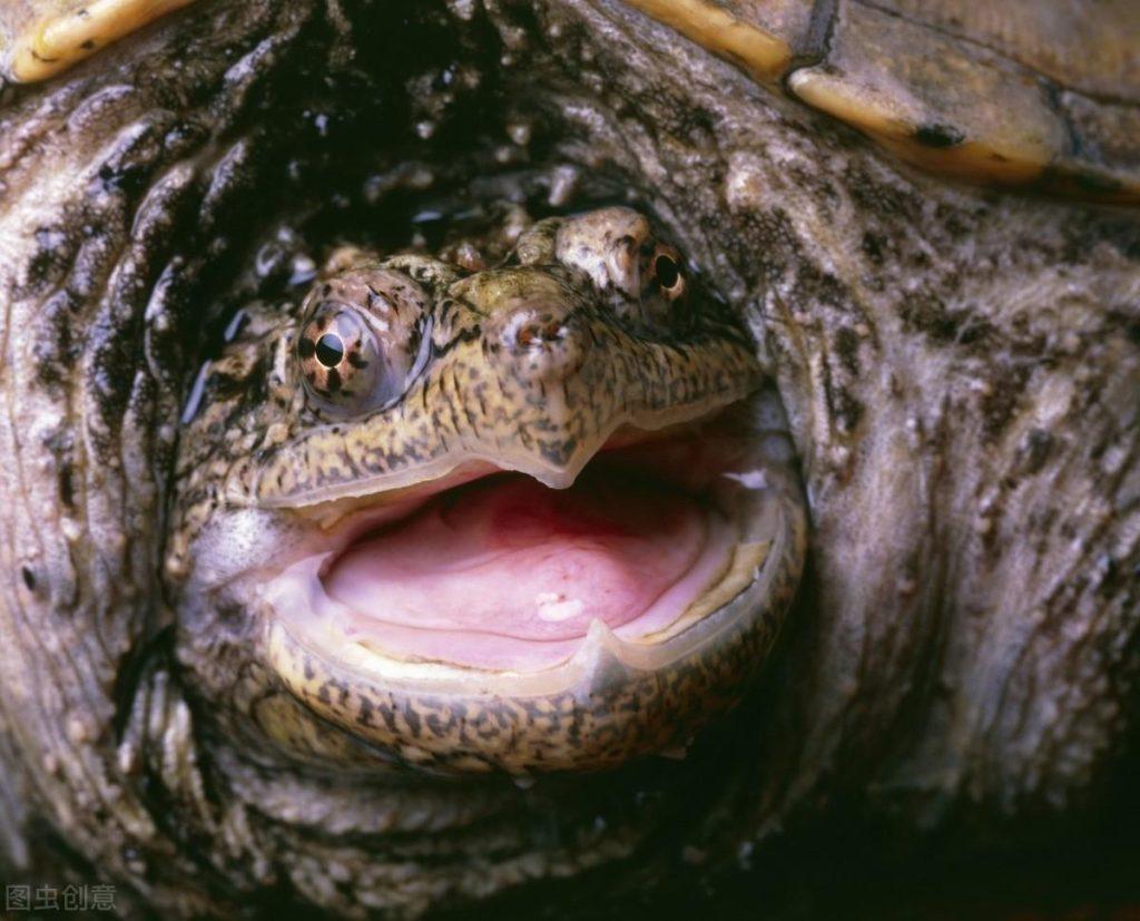认识鳄龟——鳄龟的养殖生物学