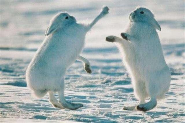 百科全解北极兔，长有一双雪地靴，除了吃草还会吃肉与羽毛