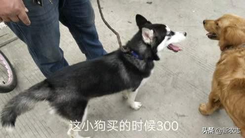 狗市哈士奇400一只，为啥只看没人买？