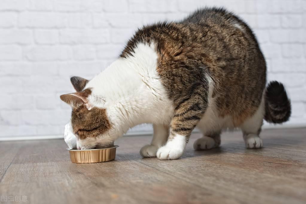 怎么让猫有食欲？怎么帮助猫恢复食欲？