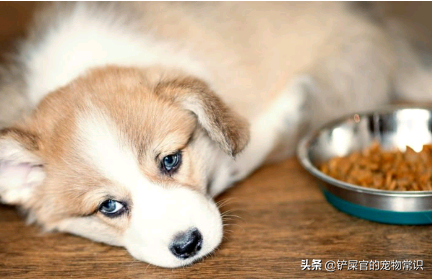 宠物幼犬狗粮该怎么泡？很多铲屎官还不知道方法，快来学习吧