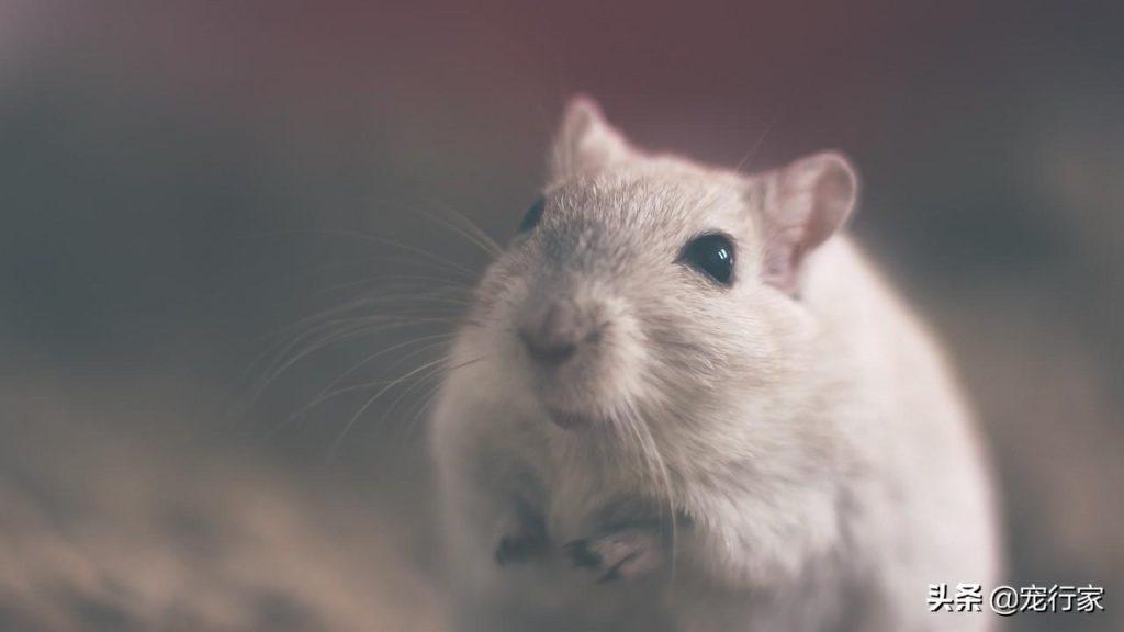 从动物营养学角度谈：野猫每天吃几只老鼠合适？